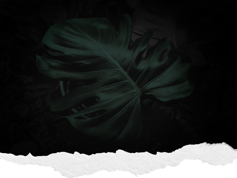 A monstera leaf in deep shadow against a dark backdrop, framed by a torn paper edge.